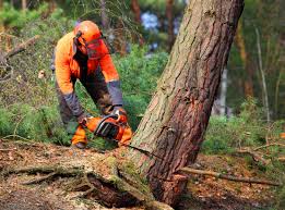 Best Tree Trimming and Pruning  in Port Byron, IL